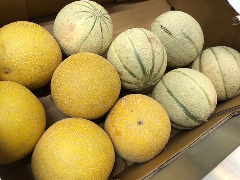 Yummy yellow organic melons 🍈 🍈  melon  yellow  new  wow  hot  yummy ... (The Spot Choueifat)
