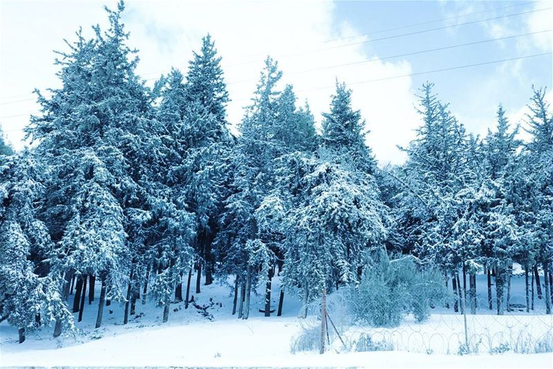  Zahle  zahlelebanon  snow  2017  tree  like4like  followforfollow ... (Zahlé, Lebanon)