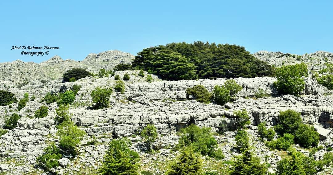 أرز  جاج 🌲 jaj  jajcedars  byblos  naturalreserve  Lebanon  ... (Jaj, Mont-Liban, Lebanon)