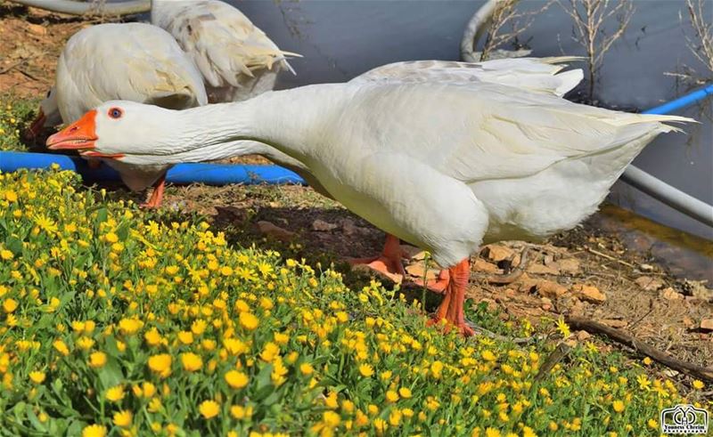 اسعدتم مساء  duck  animals  nature  lebanon  southlebanon  nabatieh ...