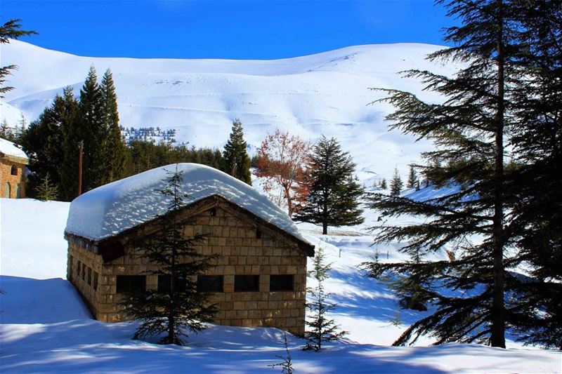 الارز - لبنان Lebanon   instaleb  livelovelebanon  winter  snow ...