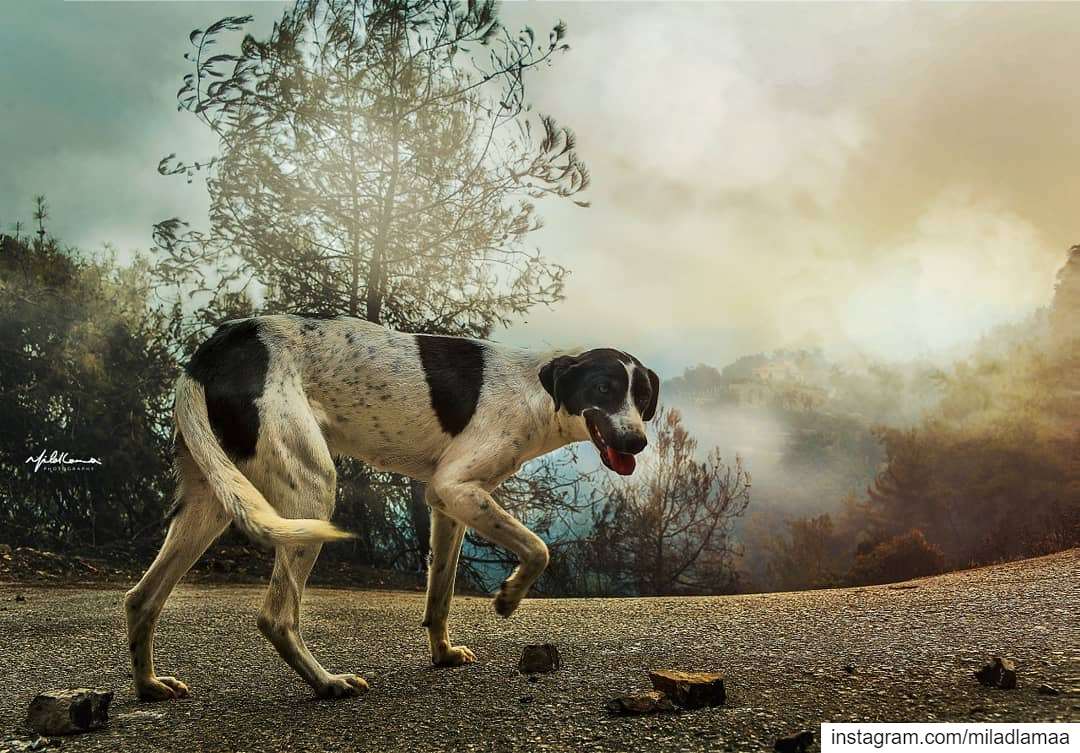 " الخوف في صورة "هي الصورة اخدتها لكلب الصبح بالدبية، الخوف واضح بكل تعابي (Chouf)