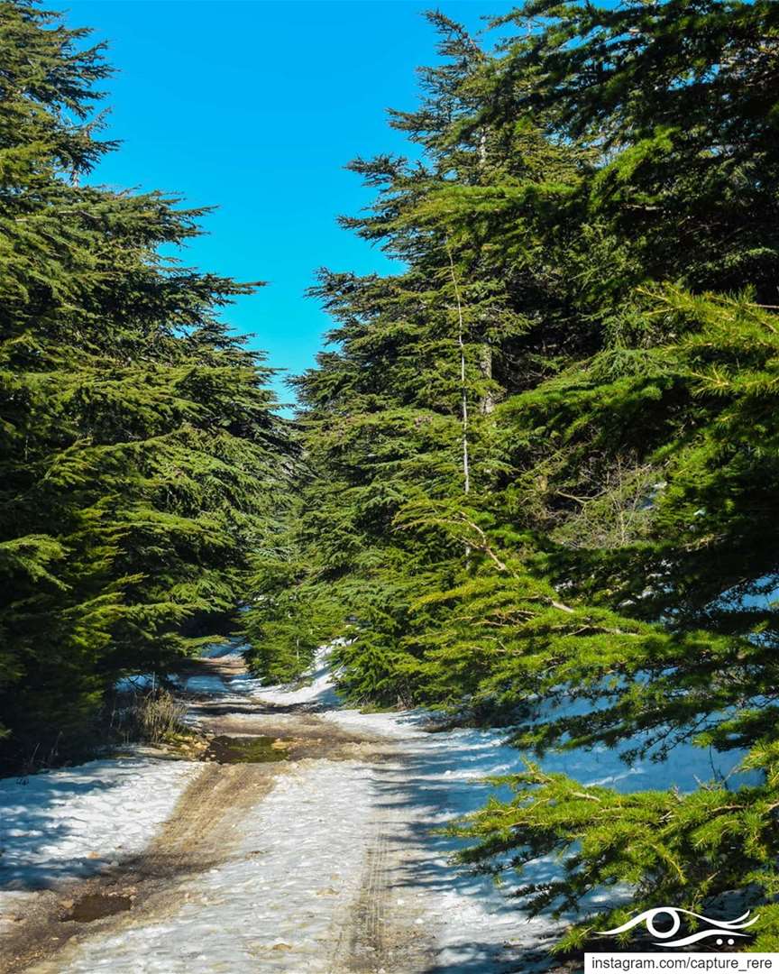 الطريق الذي تختاره يمثل حياتك،لذا إختره بأناة... ريم مرعي ❤️ ... ... (Aïn Zhalta, Mont-Liban, Lebanon)