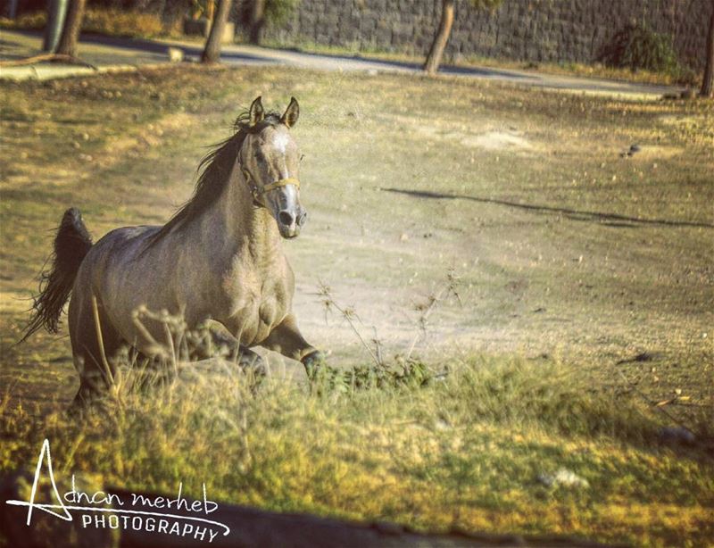 الفرس بدا خيالا horses  horse  horsesofinstagram  TagsForLikes ... (Biré, Liban-Nord, Lebanon)