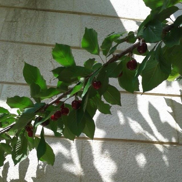 الكرزة عنا بالبيت  home  cherry  sweet  delicious  yummy  lebanon  fruit ...