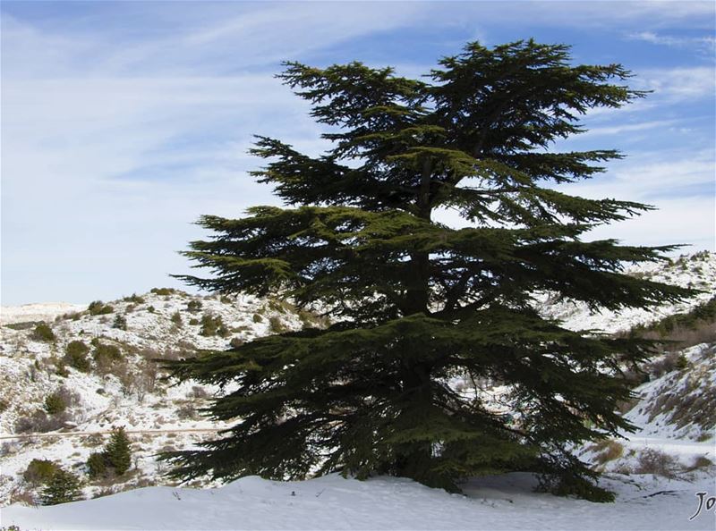 انت الأرزة و نحن خطها الأحمر 🌲🇱🇧  lebanon  cedarsofgod🌲  Cedar  cedars... (Arz el Bâroûk)