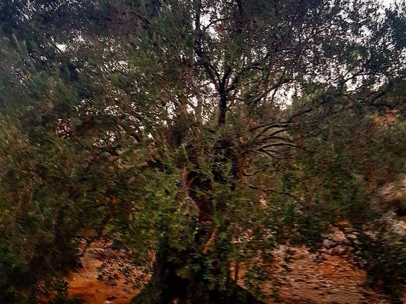 بستان_الزيتون حيث كان يصلي المسيح اقدم شجر زيتون jesus  olives ... (Kawkaba)