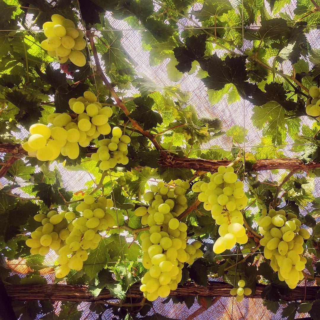 تقشع عريشة وباب .. بفيتا مزوي goodmorning  grapes  green  peace ... (Baïssoûr, Mont-Liban, Lebanon)