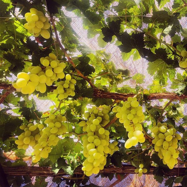 تقشع عريشة وباب .. بفيتا مزوي goodmorning  grapes  green  peace ... (Baïssoûr, Mont-Liban, Lebanon)