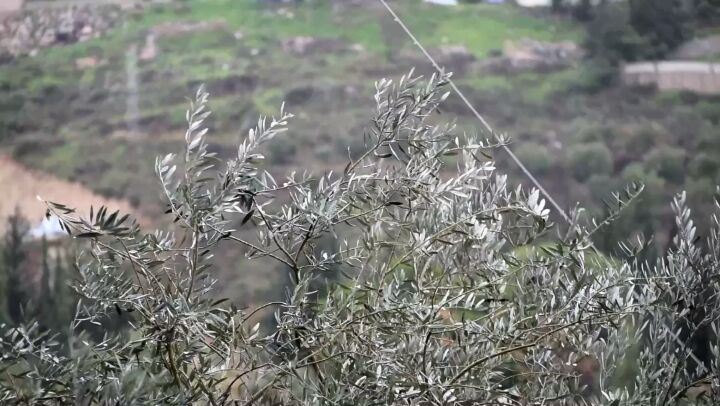 حومين الفوقا في عين المنخفض ... winter  rain  tree  olive  wind  lebanon ...