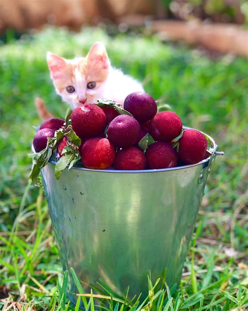  خوخ  funnest  kitty  catchthemoment  fruity  instapic  insta_lebanon ... (Ghaziyé, Al Janub, Lebanon)