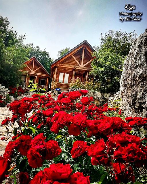 ...درج الورد مدخل بيتنادرج الورد جنّة حماناوبين الورد طاير بيتناوتحت ال (Mayruba, Mont-Liban, Lebanon)