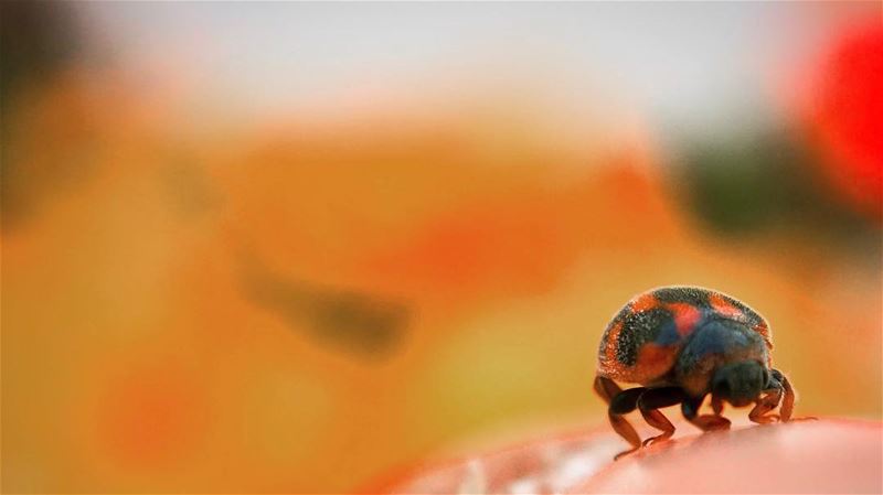 🐞 دعسوقة خنفساء صغيرة ladybug  coccinelle  spring  orange  macro ... (Verdun)