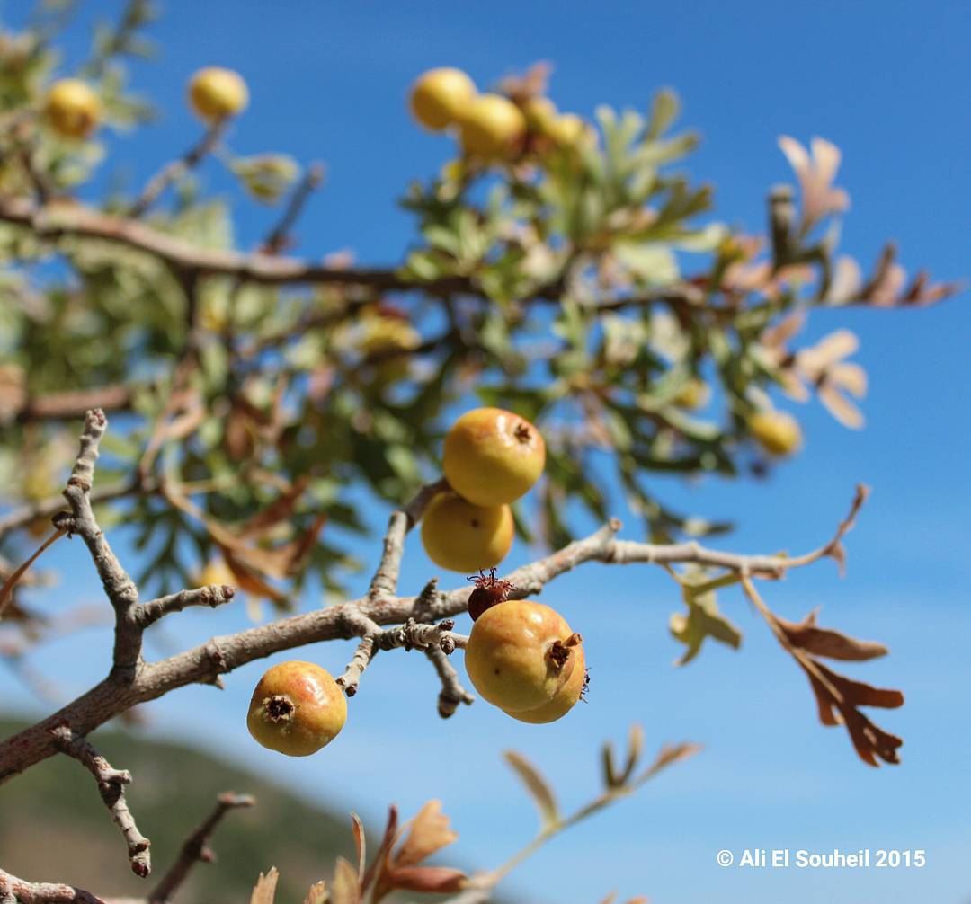  زعرور 😍  yellow  fruit  hawthorn  nature  tree  healthy  lebanese ... (Kefraya Bekaa)