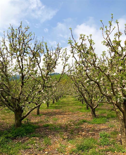 زهّر التفاح 🌸 blooms  appletree  peaceful  naturephotography ... (Jezzîne, Al Janub, Lebanon)