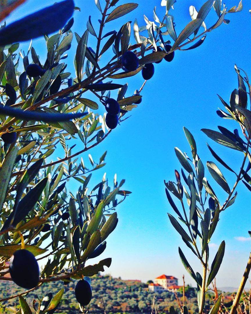 زيتون olives tree likeforlike  instagram  20likes  40like  nature ... (Niha Mountain)