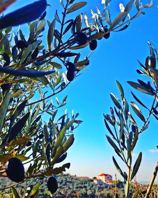 زيتون olives tree likeforlike  instagram  20likes  40like  nature ... (Niha Mountain)