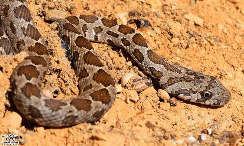 ظهور مبكر للأفاعي ... من مكان ما جنوب لبنان  snake  snakes  lebanon ...