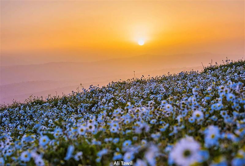 عندما تُشرِقُ الشمسُ جنوباً💛🌼 landscape  sunrise  flowers  nature ... (Es Soultânîyé, Al Janub, Lebanon)