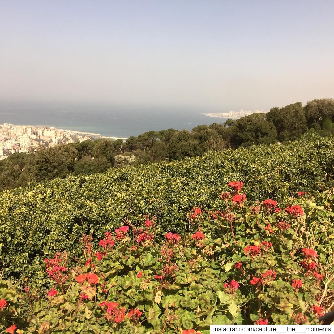 عينة عن لبنان الجميل 😍 A glimpse of the beautiful Lebanon 🇱🇧  nature ... (Bkerké)