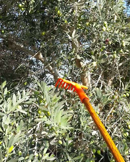 غير شكل الزيتون  زيتون  غير_شكل🌳 sunday  morning  zaytoun  olive  tree ... (Khorbet L Dweir)