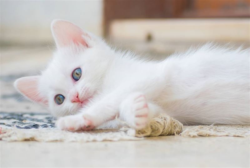في احلى من هيك صباح 😍😍😍 cat  kitten  animal  cute  cutecat  cutekitten...