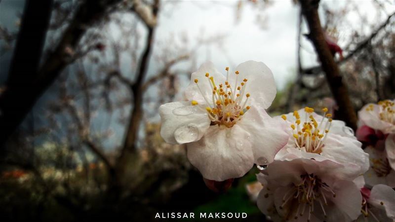 "قتل الزهور لن يؤخر الربيع." 💫💫💫💫💫💫💫💫💫💫💫💫💫💫 by_me  Alissar ... (Bakhoun, Liban-Nord, Lebanon)
