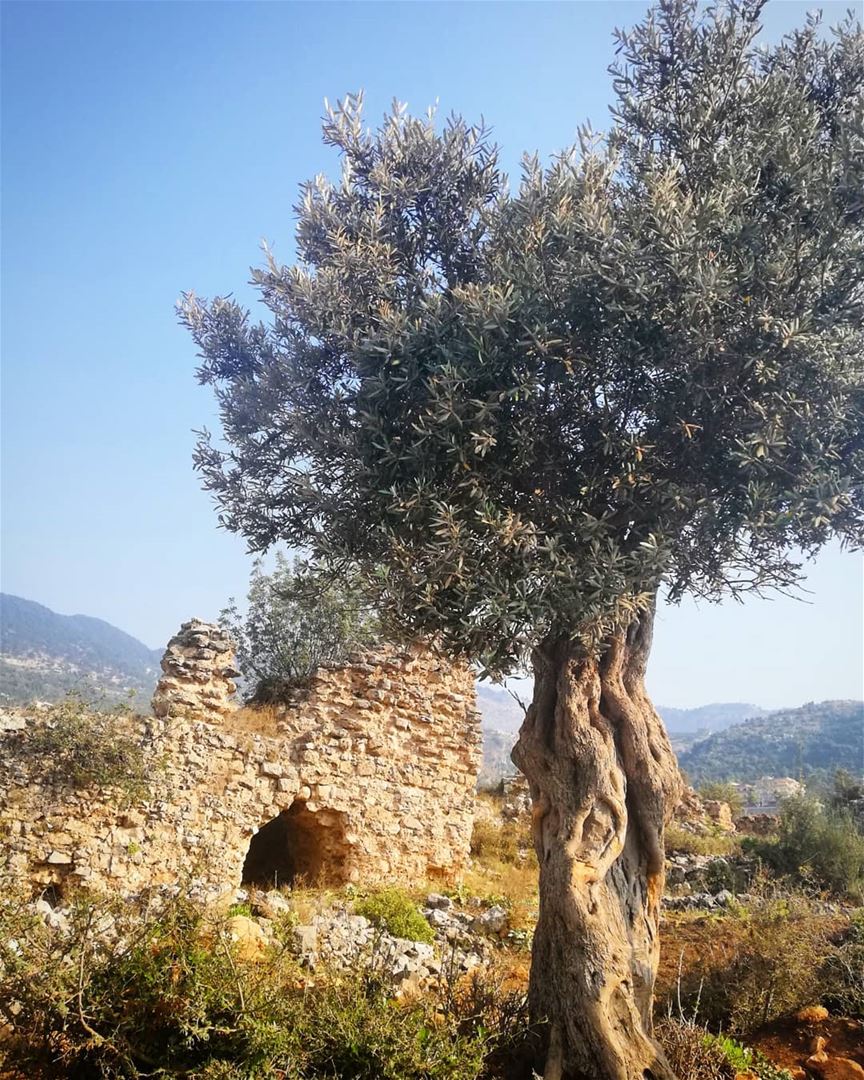 *قلعة عكار العتيقة*من حصن صغير على اسم محرز بن عكار، إلى قلعة صليبية مهمة، (`Akkar El - `Ateeqah, Liban-Nord, Lebanon)