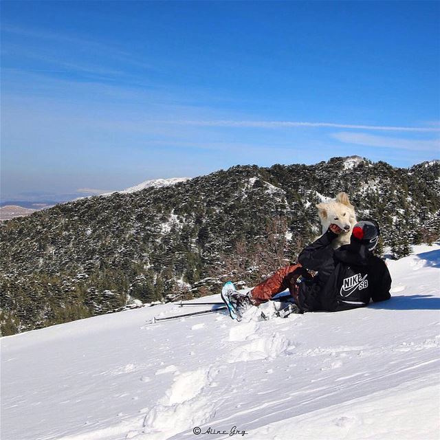 🐕"قيس"  snowday  snowshoeing  barouk  ainzhalta  cedars  nature  dog ... (Ain Zhalta - Bmohray Cedars)