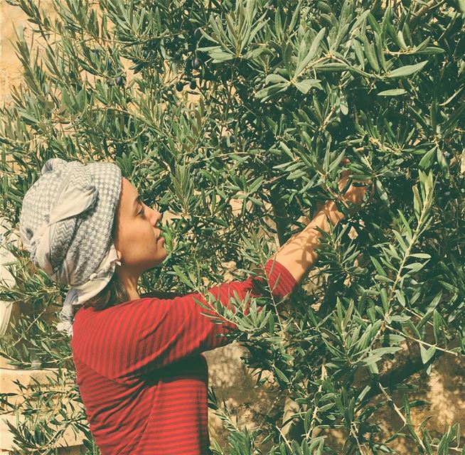 ... كان غير شكل الزيتون 🌿 olives  arabicturban  arabic  turban  season ... (Saghbin, Béqaa, Lebanon)