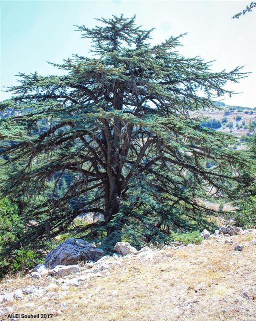 كل استقلال و هالوطن بخير  tb  cedar  tree  mountlebanon  ainzhalta ... (Aïn Zhalta, Mont-Liban, Lebanon)
