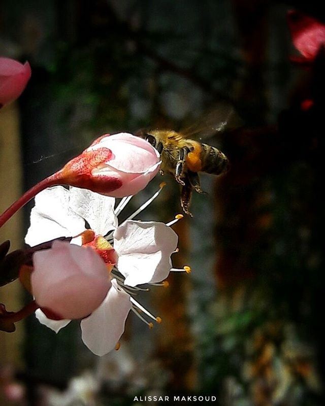 " كوني نحلة واقفة على زهرة،ليست واثقة بالزهرة ، بل بجناحيها. " 🐝💕💫💫💫 (Bakhoun, Liban-Nord, Lebanon)