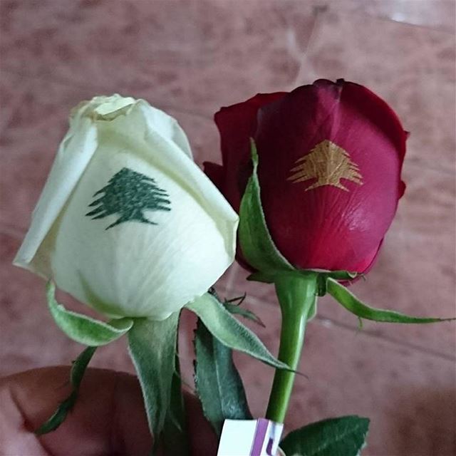  لبنان  استقلال  ٧٣  red  white  rose  independenceday  november  22 ...