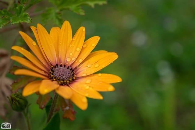 مساءكم ورد 🌹 flower  orangeflower  garden  flowers  nature  lebanon ...