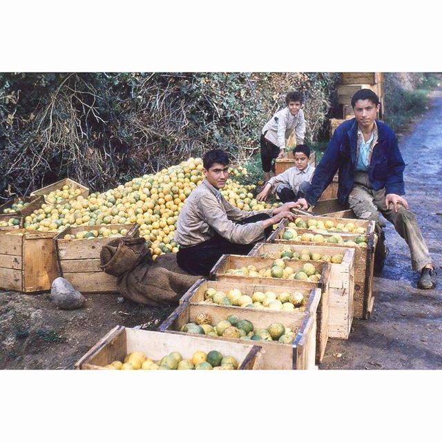 موسم الحمضيات صرفند جنوب لبنان  عام ١٩٦١ .