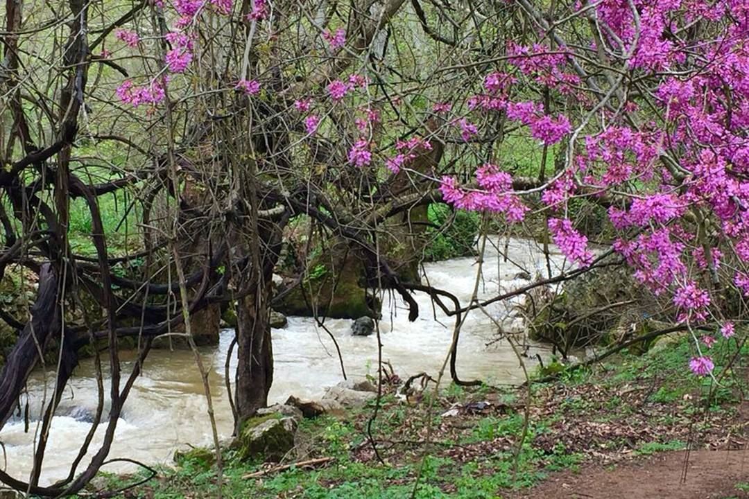 نهر الجوز (📸 "لبنان 24") Lebano  instaleb  livelovelebanon spring ...
