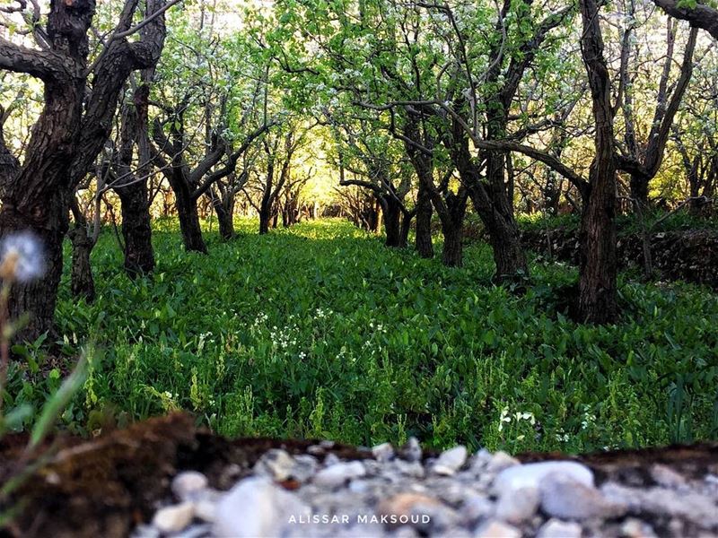 "هناك شيء رائع في كل ما تحتويه الطبيعة."  ارسطو 💫💫💫💫💫💫💫💫💫💫💫💫💫� (Bakhoun, Liban-Nord, Lebanon)
