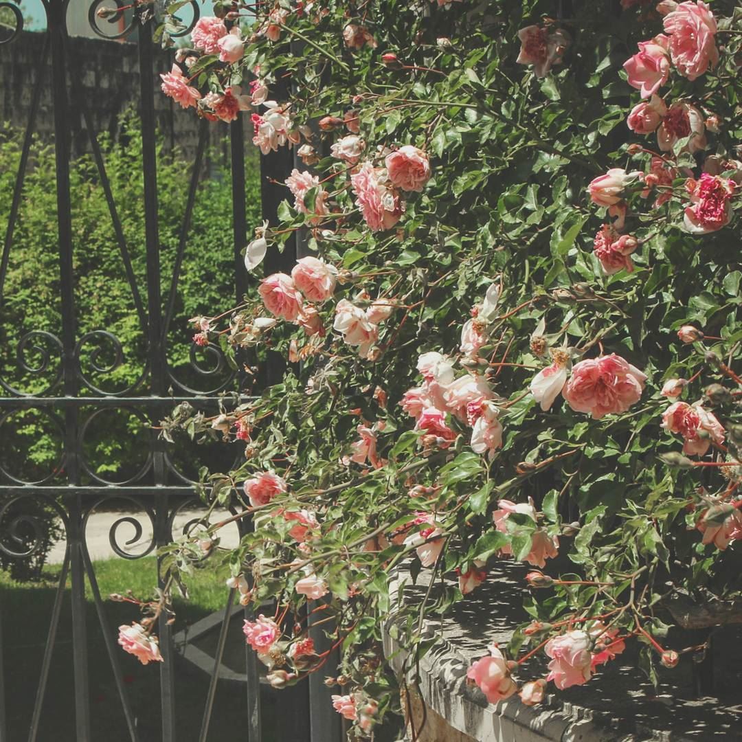 وردات بينو 🌹🍃🌹🍃🌹... lebanon  beino  beinovillage  rose  roses ... (Beïno, Liban-Nord, Lebanon)