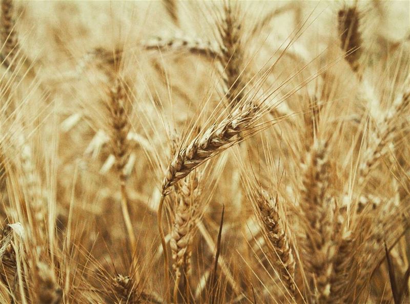 ومدهبة الكروم سنابل .. قمح 🌾🎵 قمح... wheat   gold  field  akkar ...