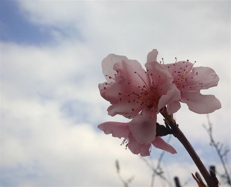 🌼🌼🌼🌼  シAweSomeNesSツ photographer  noedit flower  mycapture ...
