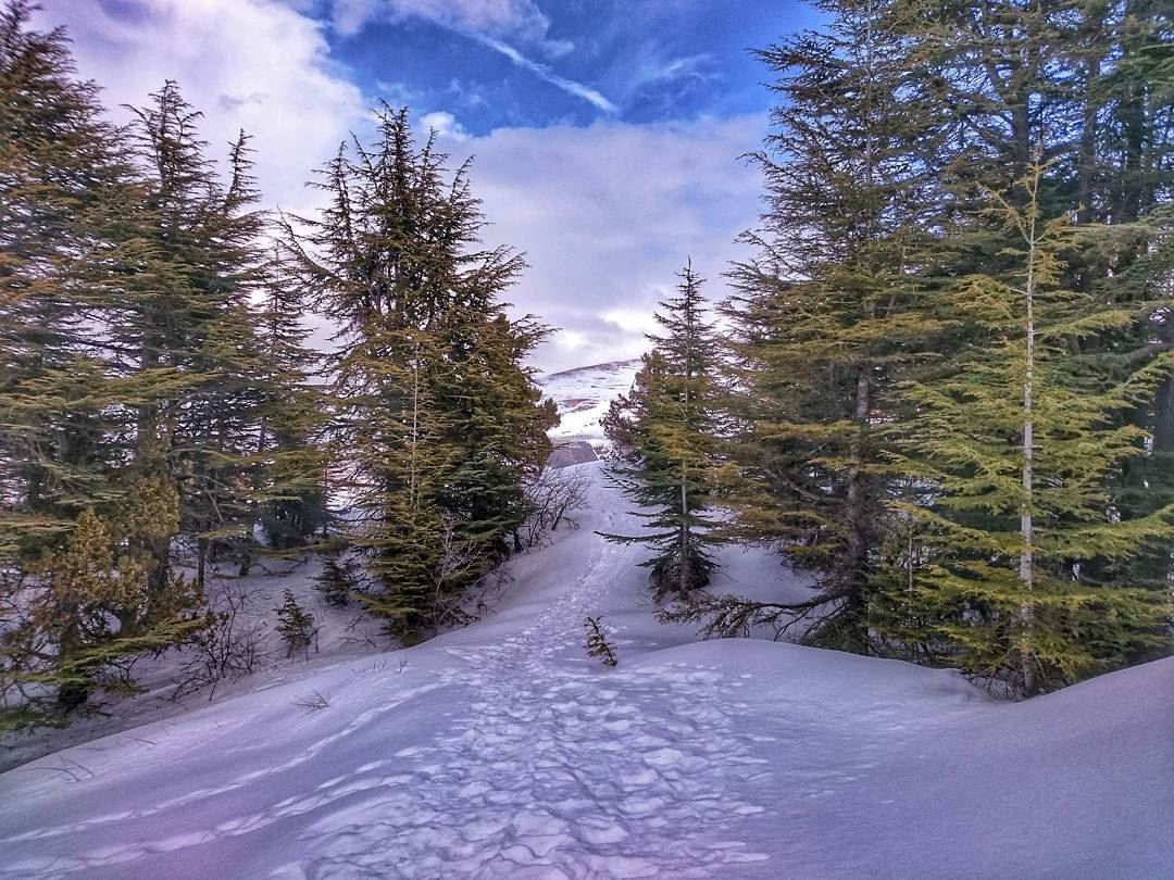 ❄️ 🌳 🌅 🔝  love  instagood  photooftheday @top.tags  tbt  cute  me ... (Cedars Of Tannourine)