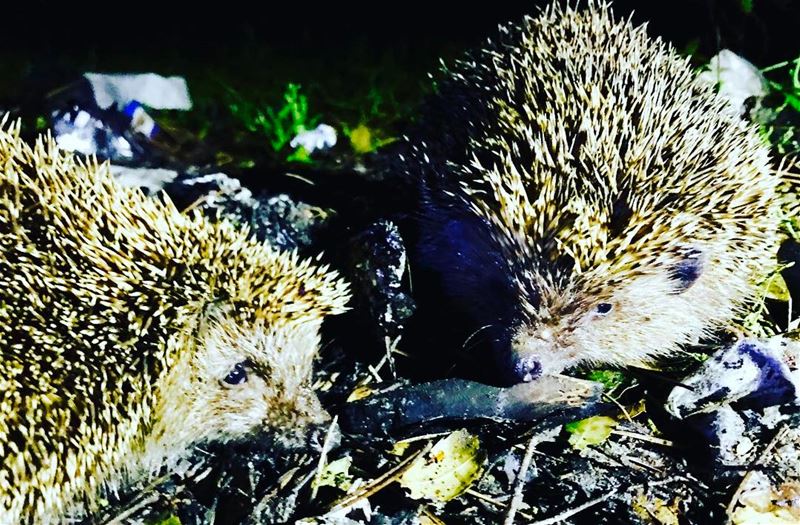 10pm when I'm searching wood for the  campfire I found these little shy... (Bisri, Al Janub, Lebanon)