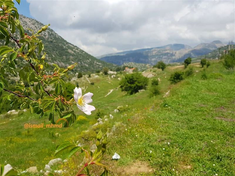 ~~☆☆ 1805131256 ☆☆~~ (Châtîne, Liban-Nord, Lebanon)