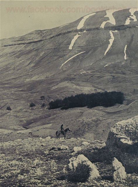  1931 غابة أرز الرب بشري لبنان