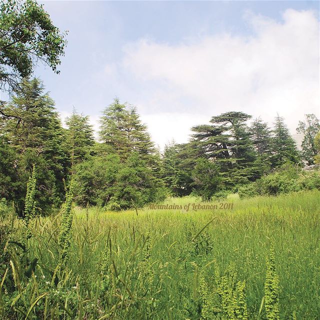 2/3 Spring in the Ehden Natural Reserve in a clearing named al Jeffeh/7a2le (Ehden, Lebanon)