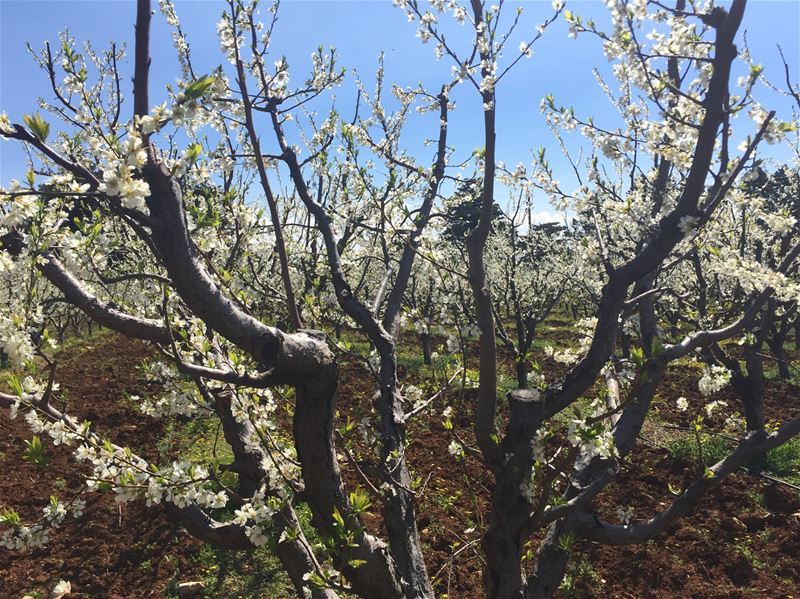 👩🏼‍🌾2017 was an amazing year at B-West, going from 5 to 25 local... (West Bekaa)