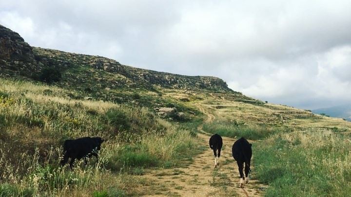 3 little cows 🐄 🐄🐄.. livelovebireh  livelovechouf  livelovebeirut ... (El Bîré, Mont-Liban, Lebanon)