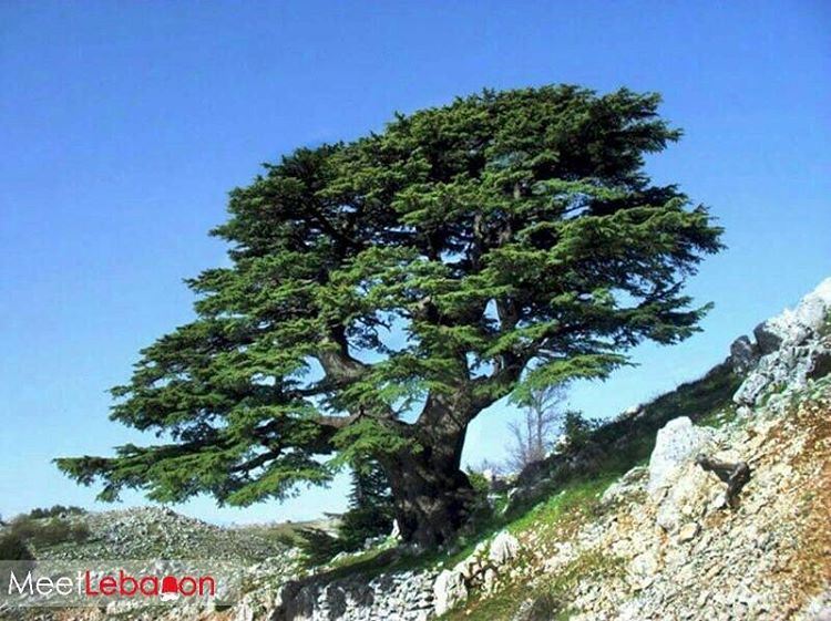3000 years of  history in one picture! Good morning beautiful  lebanon... (Barouk Cedar Forest)