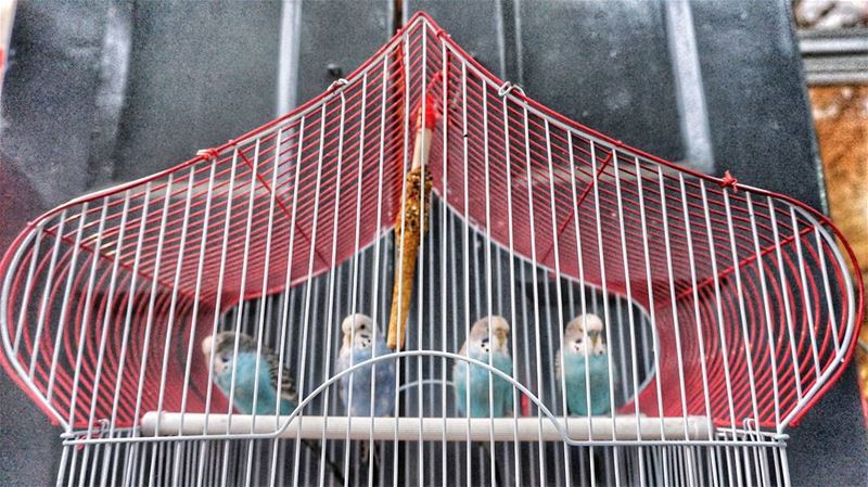 4 some??  love  birds  lovebirds  lebanon  cage  moutains  sunday ...