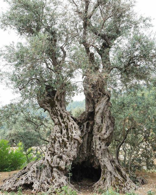 4000 BC... photo  photos  pic  pics  picture  photographer  pictures ... (Bchaalé, Liban-Nord, Lebanon)